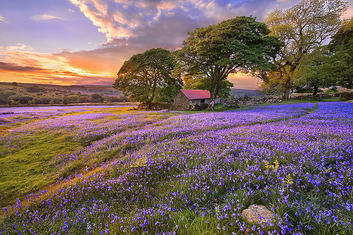purple lavender flower field, summer, clouds, trees, sunset, flowers