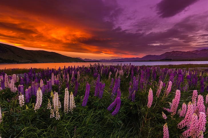 sunset, flowers, lake, New Zealand, Lake Tekapo, lupins