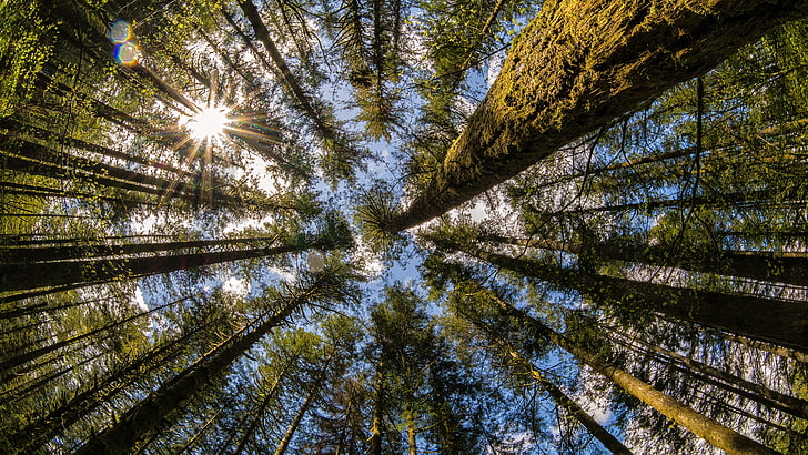 woods photography, trees, Washington state, Moulton Falls, plant, HD wallpaper