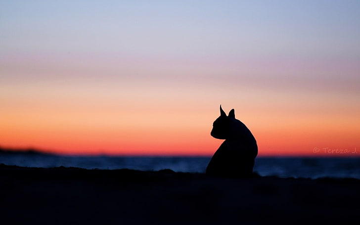 animals, sky, clouds, sunset, silhouette, animal themes, one animal, HD wallpaper