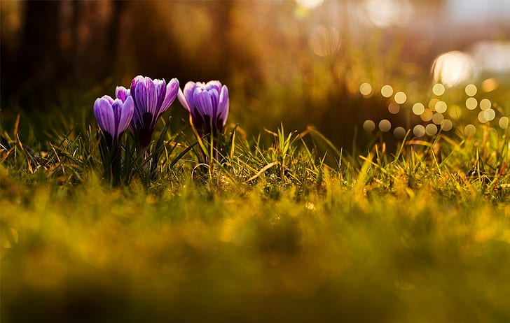 Violet flowers in grass, crocuses, purple, spring, Nature, bokeh, HD wallpaper