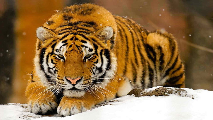 tiger, feline, big cat, animal, predator, wildlife, mammal, HD wallpaper