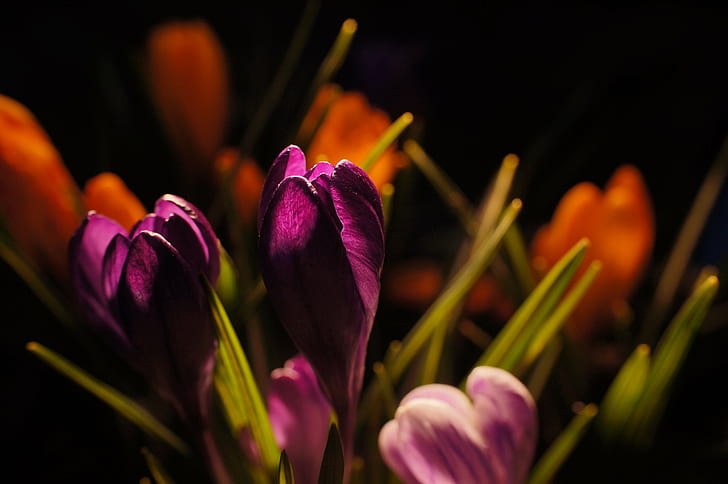 selective-focus photography of purple flower, crocus, crocus, HD wallpaper