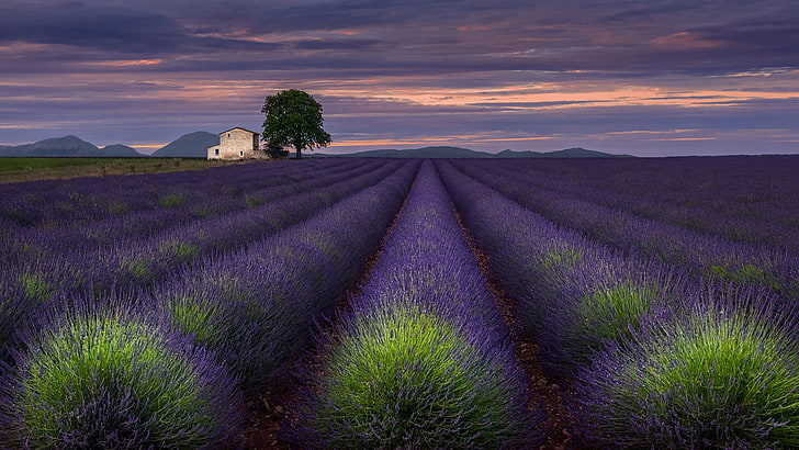 One Evening in Provence, purple, plant, land, flower, lavender