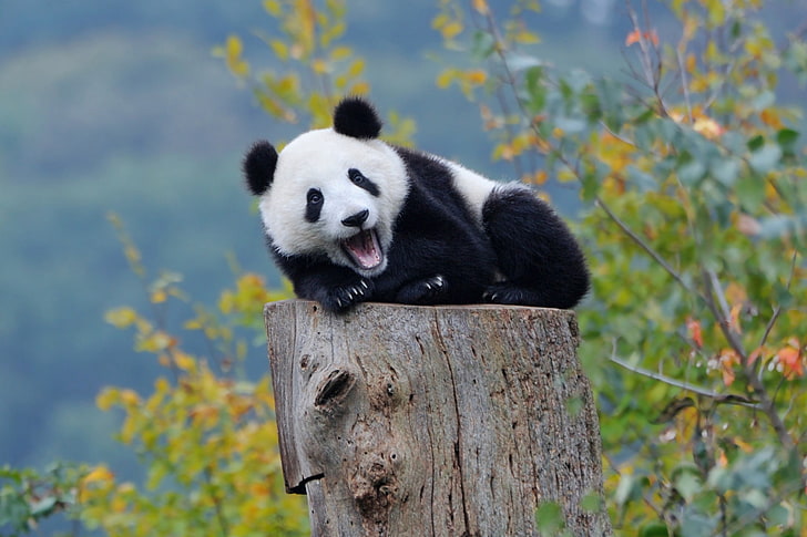 black and white panda cub resting on brown wooden stump, nature