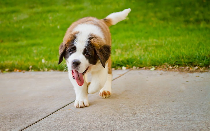 brown and white St. Bernard puppy, st bernard, tongue, grass