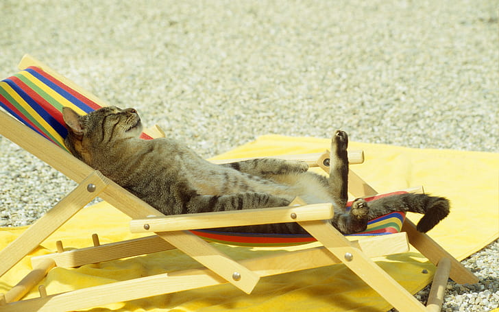 Cat relaxing on lounge chair, funny, cats, animals, summer, background, HD wallpaper