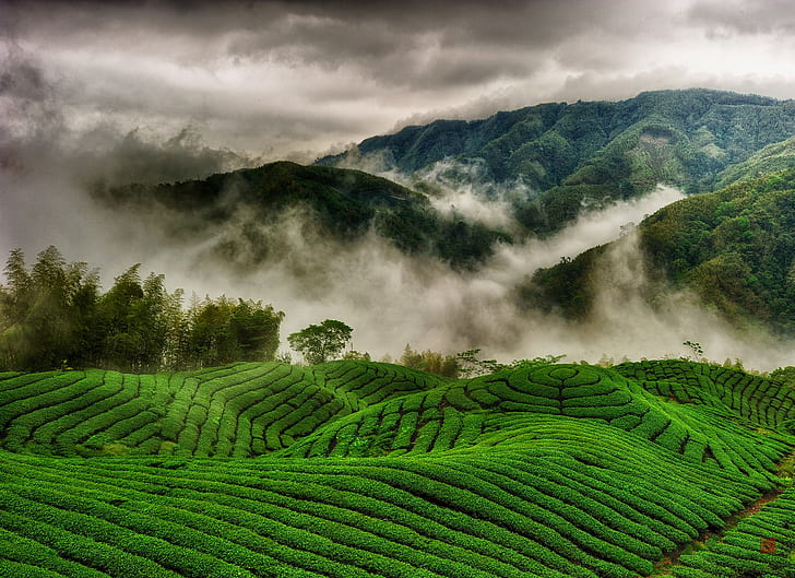 Tea plantations, green mountain fields, hills, mountains, fog
