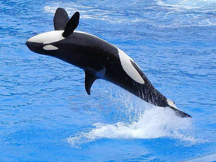 orca, jumping, animals, animal themes, sea, animal wildlife, HD wallpaper
