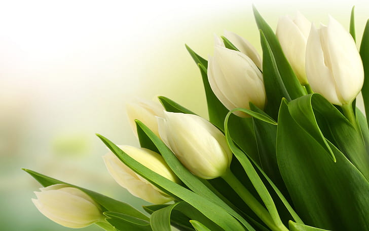 White tulip flower bouquet close-up, white petaled flowers