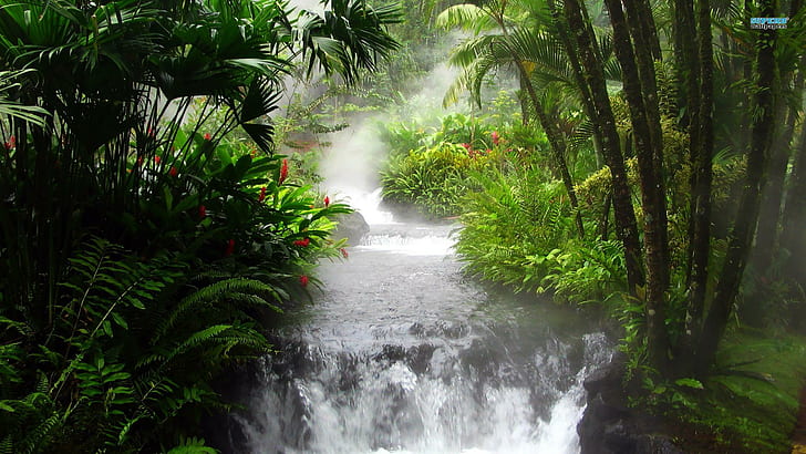 Waterfall In The Jungle, forest, tree, river, waterfalls, nature and landscapes, HD wallpaper