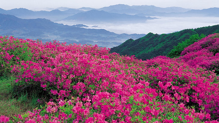 HD wallpaper: pink azalea flowers, mountains, distance, nature, outdoors,  summer | Wallpaper Flare