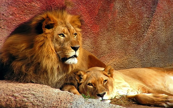 Lions couple 1080P, 2K, 4K, 5K HD wallpapers free download | Wallpaper Flare