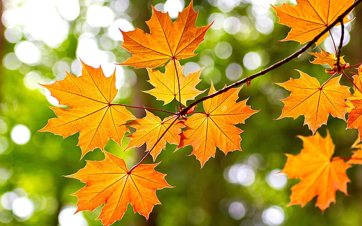 Yellow maple leaves, autumn, bokeh, HD wallpaper
