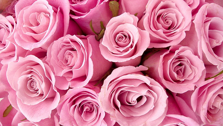 rose, bouquet, pink, flower, blossom, floral, petal, love, petals, HD wallpaper