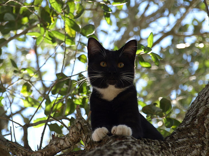 tuxedo cat, tree, crawl, branches, leaves, animal themes, mammal, HD wallpaper