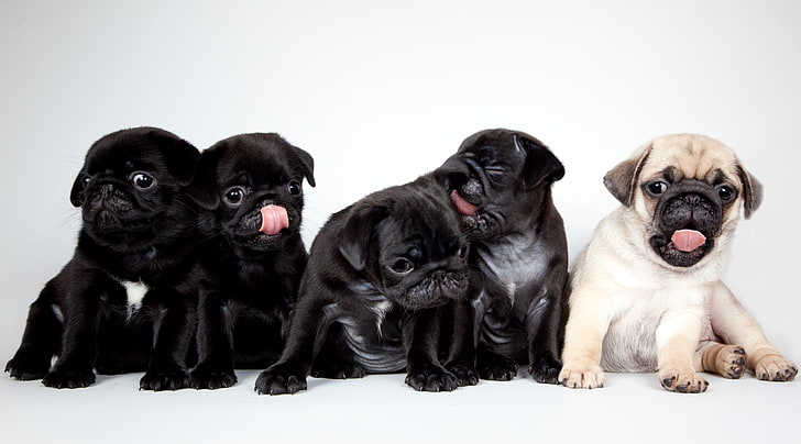 HD wallpaper: one fawn and four black pug puppies, cute, pugs | Wallpaper  Flare