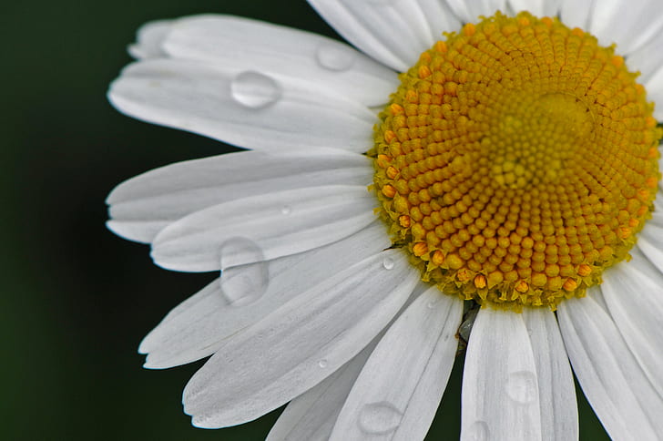 macro shot photo of white and yellow daisy flower, DSC, Rain drops keep falling on my head