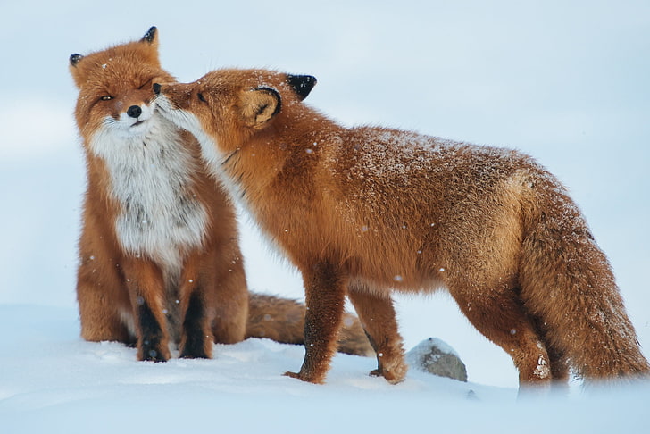 two orange foxes, couple, snow, winter, care, animal, wildlife