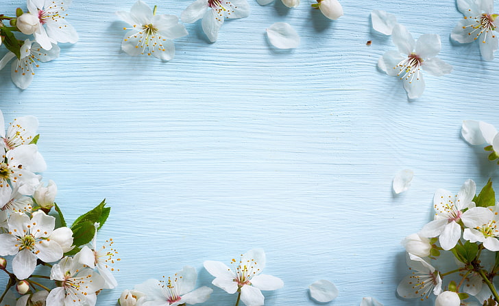 white cherry blossoms, flowers, spring, Apple, wood, blue, nature