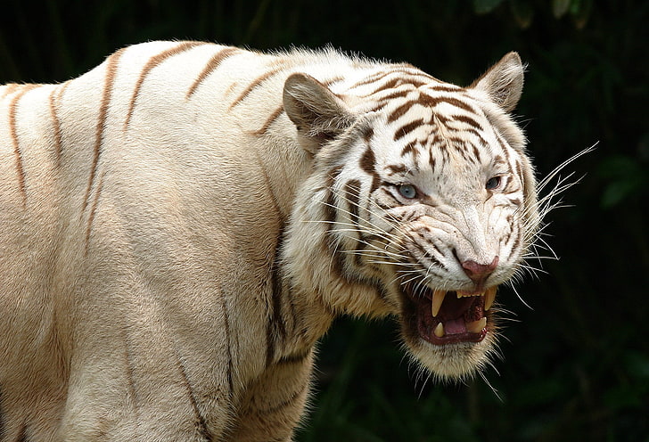 white tiger, teeth, albino, predator, aggression, animal, wildlife, HD wallpaper