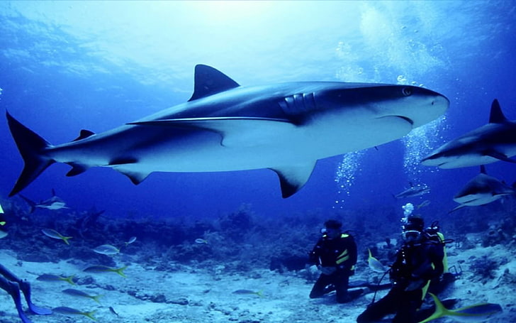 Seabed Shark Fish Divers Hd Wallpapers For Desktop, underwater, HD wallpaper