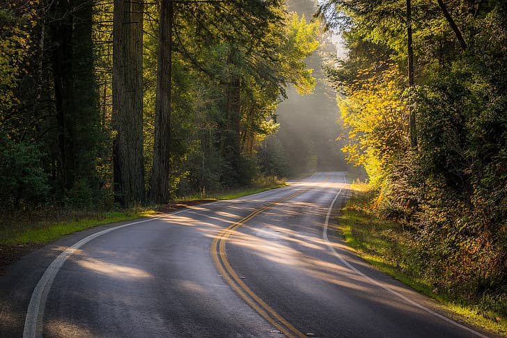 road, autumn, forest, trees, CA, California, Sonoma County, HD wallpaper