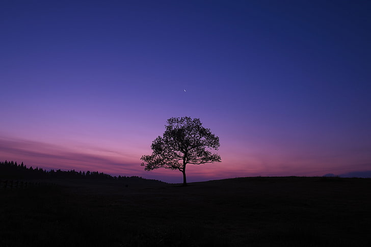 HD wallpaper: dark, sky, blue, purple, nature, landscape, trees, plant,  night | Wallpaper Flare