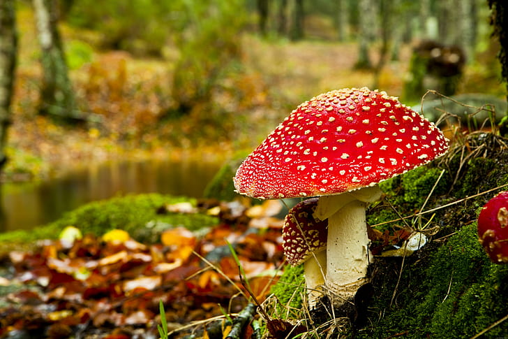 Mushroom in Fall, red and beige mushroom, autumn, wood, nature, HD wallpaper