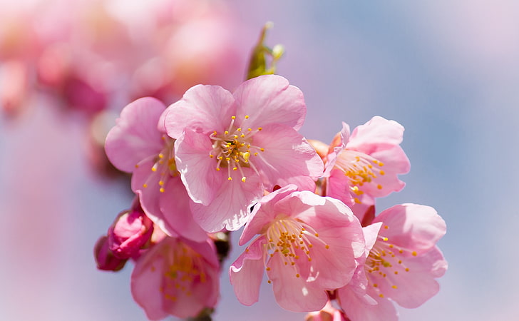 Ready and Waiting, Seasons, Spring, Cherry, Pink, Flowers, Colors, HD wallpaper