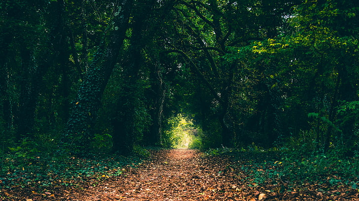 green trees, forest, path, leaves, nature, plant, tranquility