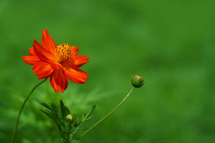 photo of red petaled flower, Contrast, Cosmos, Super, Takumar