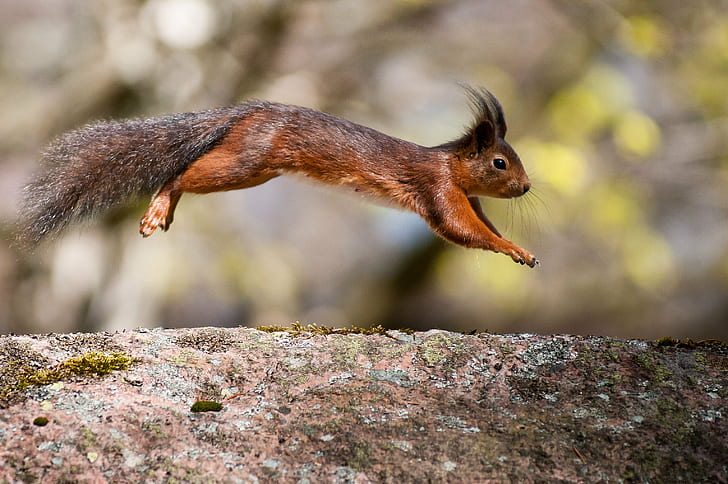 Tufted Ear Squirrel leaping above rock in selective focus photography, HD wallpaper