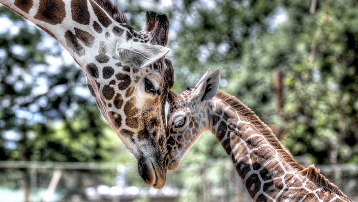 Animals Giraffe Mother Cub Baby Tenderness Hd Wallpapers For Mobile Phones And Laptops 3840×2160