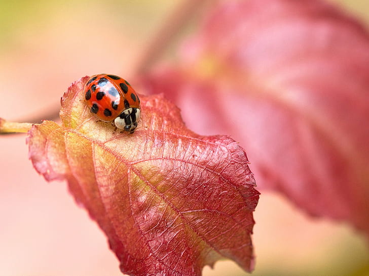 Red leaf, insect ladybug, red and black beetle, HD wallpaper