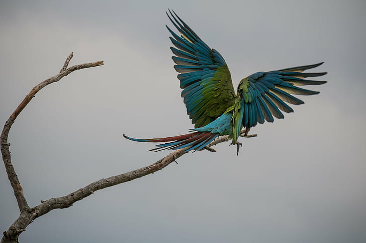 blue Macaw Bird perched on leafless tree branch during daytime, great green macaw, great green macaw