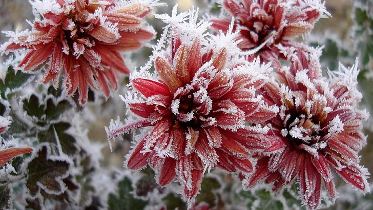 frost, chrysanthemum, frozen, flowers, red flowers, nature, HD wallpaper