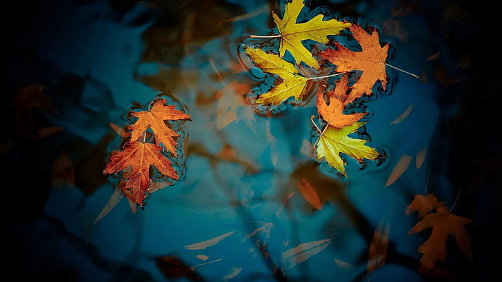 leaf, water, autumn, leaves, nature