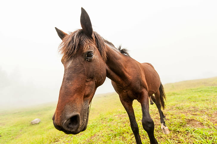 closeup photography of brown horse, DSC, jpg, bukidnon, landscape, HD wallpaper