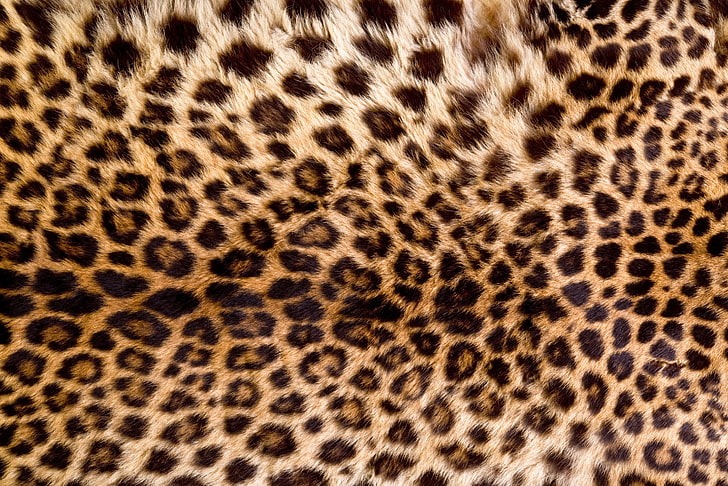 skin, fur, leopard, texture, animal, HD wallpaper