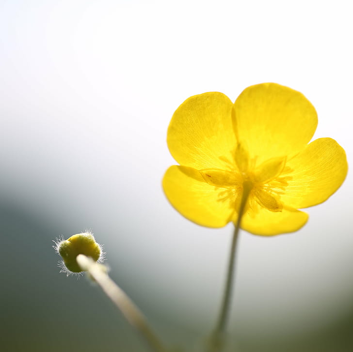selective color photography of yellow Buttercup flower, sun-trap
