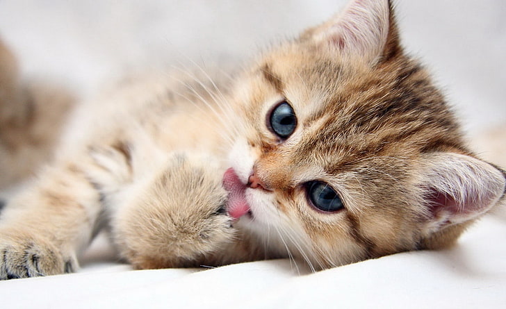 Cute Kitty, brown tabby kitten, Animals, Pets, mammal, cat, domestic, HD wallpaper