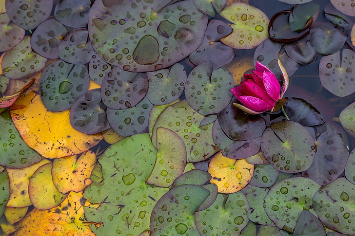 lily pads on water, leaves, flowers, plants, leaf, plant part, HD wallpaper