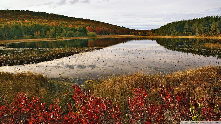 Breakneck Pond In Acdia Np Maine, forest, leaves, autumn, nature and landscapes, HD wallpaper