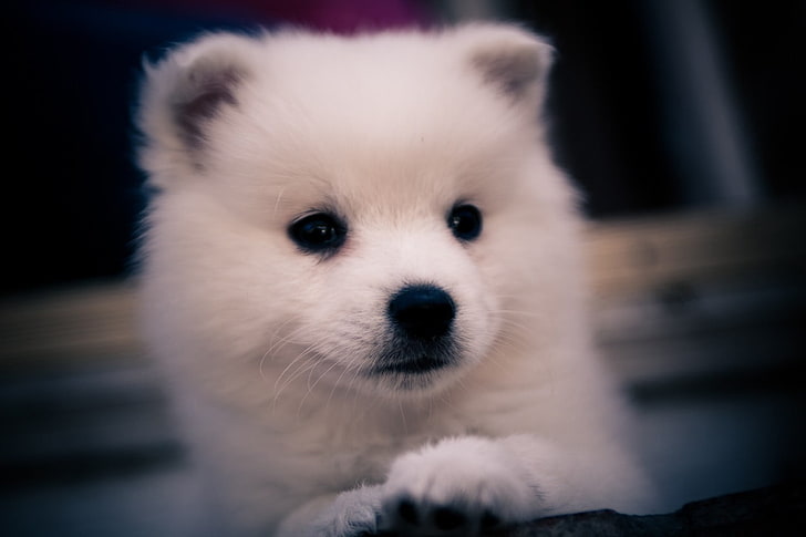 short-coated white dotg, dog, animals, Siberian Husky , puppies, HD wallpaper