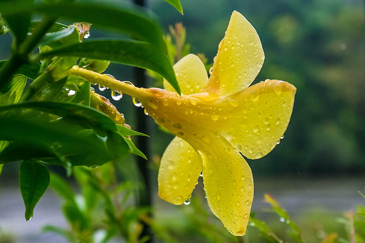 selective focus of yellow petaled flower with water drop, allamanda, allamanda, HD wallpaper
