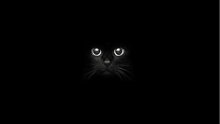 black cat, one animal, black background, looking at camera, studio shot, HD wallpaper