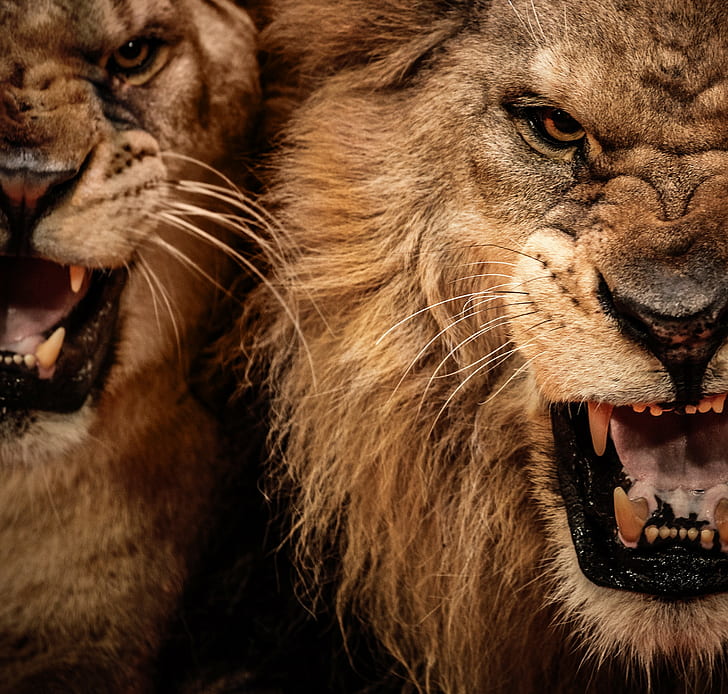 LION, fe, cat, predator
