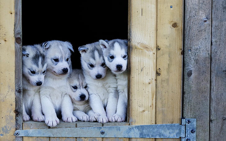 Puppies, husky dogs look out, five siberian husky puppies