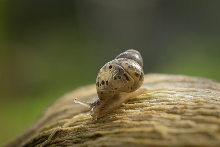 macro photography of brown snail, extension tube, sel50f18, sony  A6000, HD wallpaper